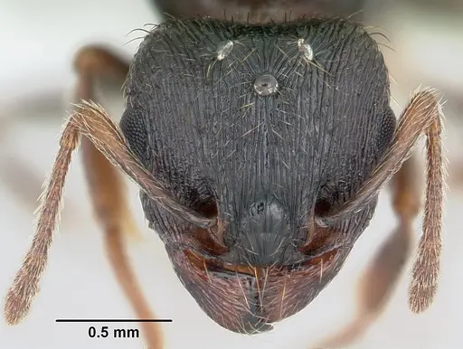 Tetramorium tsushimae - CASENT0103103