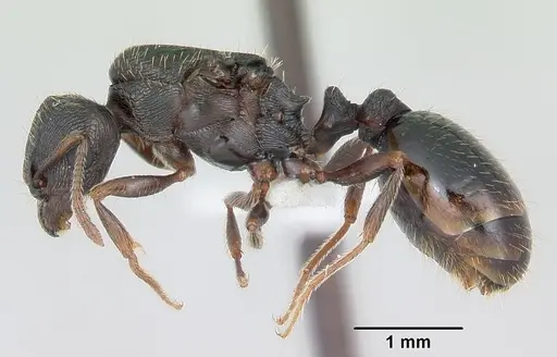 Tetramorium tsushimae - CASENT0103103