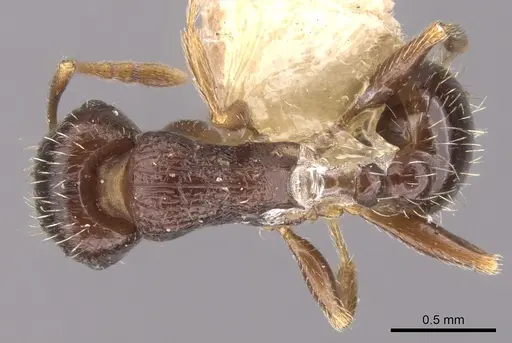 Tetramorium tsushimae - CASENT0901253
