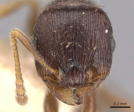 Tetramorium tsushimae - CASENT0901253