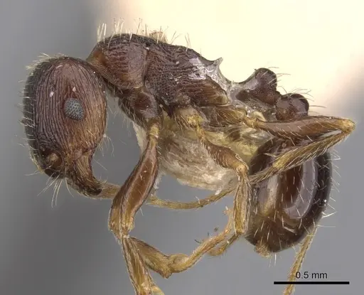 Tetramorium tsushimae - CASENT0901253