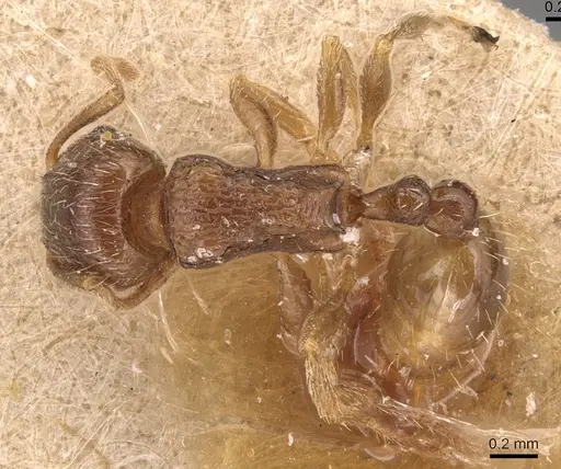 Tetramorium tsushimae - CASENT0904809