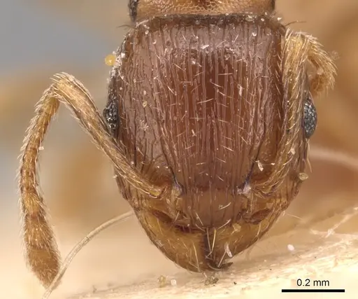 Tetramorium tsushimae - CASENT0904809