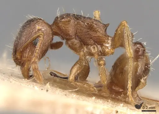 Tetramorium tsushimae - CASENT0904809