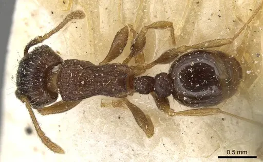 Tetramorium tsushimae - CASENT0915089