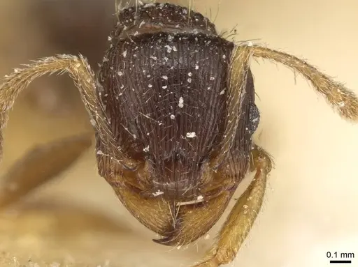 Tetramorium tsushimae - CASENT0915089