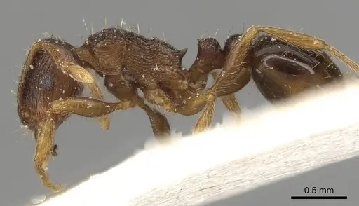 Tetramorium tsushimae - CASENT0915089