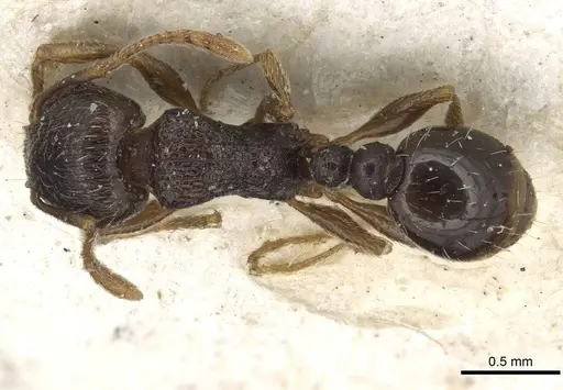 Tetramorium tsushimae - CASENT0915090