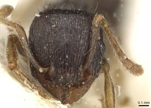 Tetramorium tsushimae - CASENT0915090