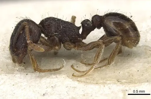 Tetramorium tsushimae - CASENT0915090