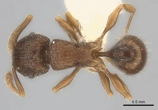 Tetramorium turneri specimen