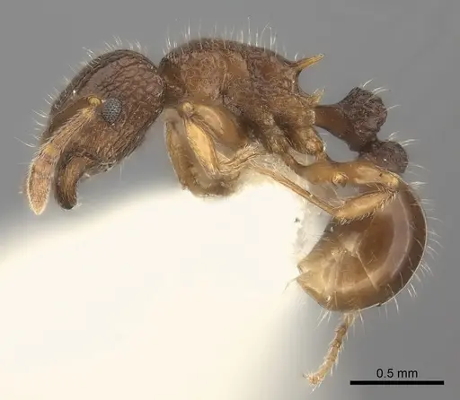 Tetramorium turneri specimen