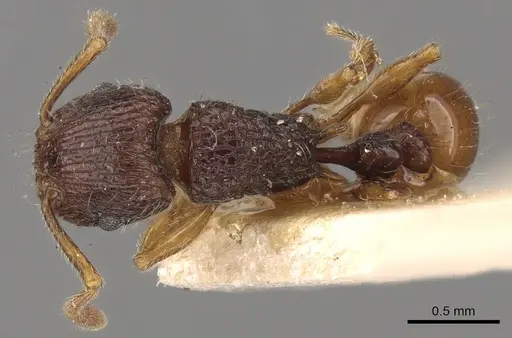 Tetramorium turneri - CASENT0901040