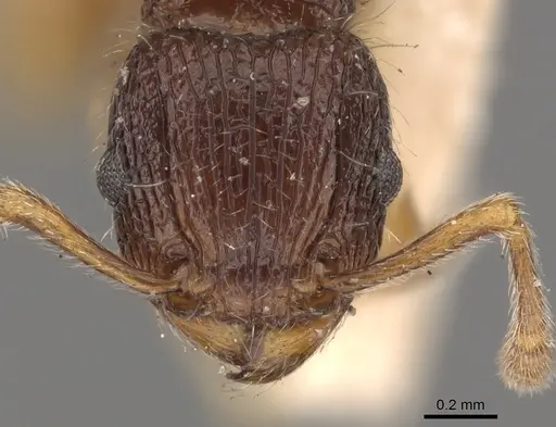 Tetramorium turneri - CASENT0901040