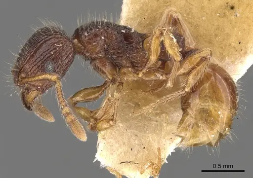 Tetramorium turneri - CASENT0901040