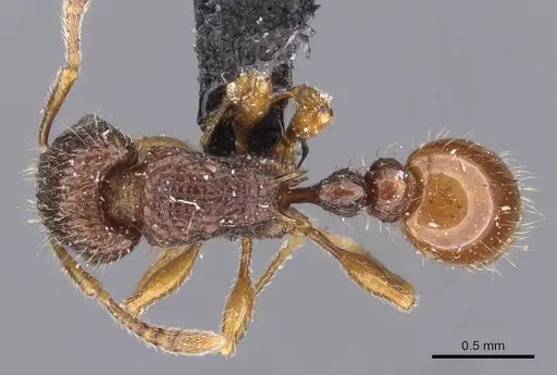 Tetramorium turneri - CASENT0909194
