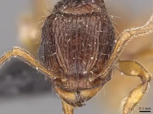 Tetramorium turneri - CASENT0909194