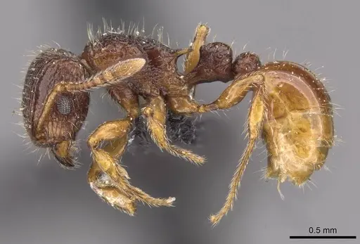 Tetramorium turneri - CASENT0909194