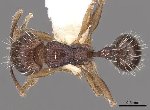 Tetramorium tychadion specimen