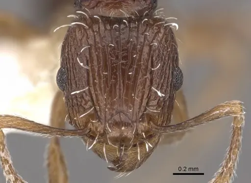 Tetramorium tychadion specimen
