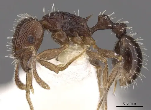 Tetramorium tychadion specimen