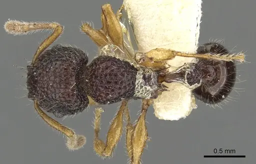 Tetramorium tylinum specimen