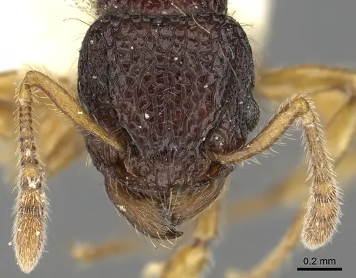 Tetramorium tylinum specimen