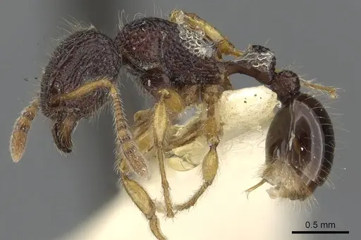 Tetramorium tylinum specimen