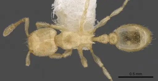 Tetramorium typhlops specimen