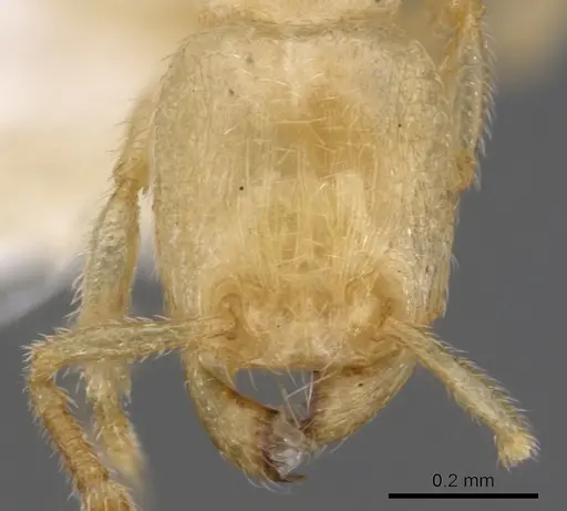 Tetramorium typhlops specimen