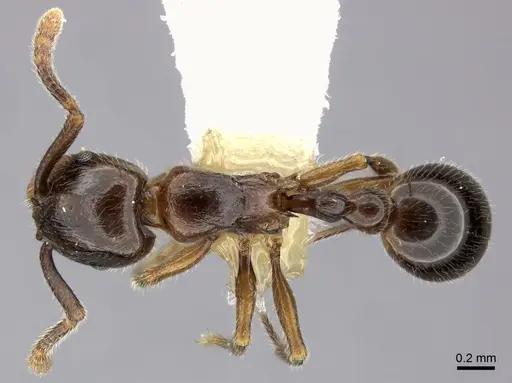 Tetramorium tyrion specimen