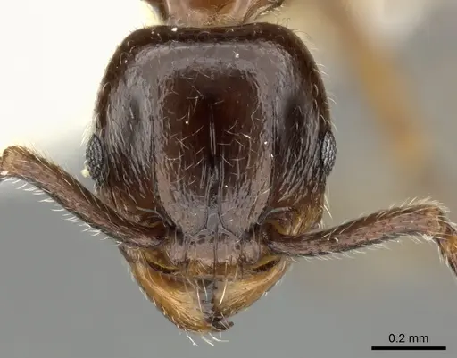 Tetramorium tyrion specimen