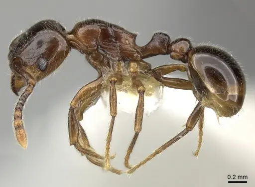 Tetramorium tyrion specimen