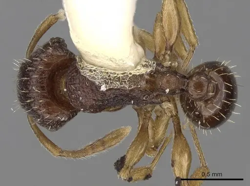 Tetramorium ubangense specimen
