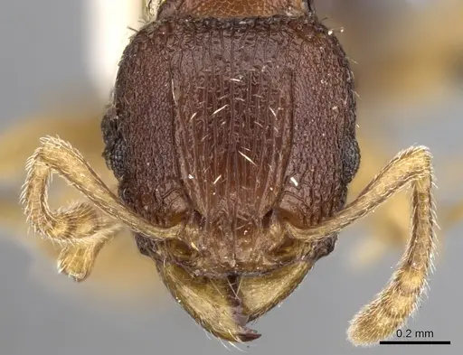 Tetramorium ubangense specimen
