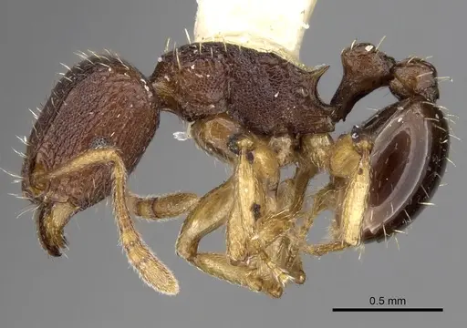 Tetramorium ubangense specimen