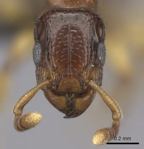 Tetramorium ultor specimen