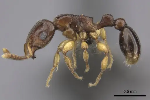 Tetramorium ultor specimen