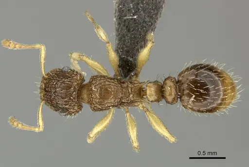 Tetramorium umtaliense specimen