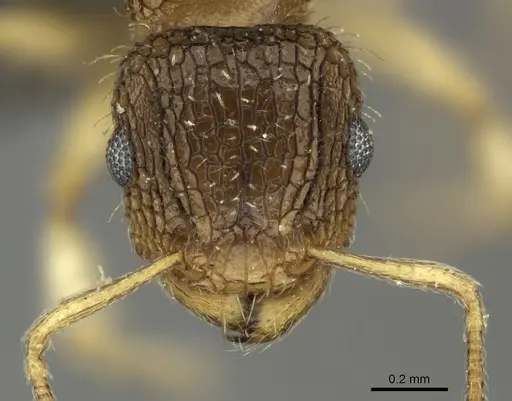 Tetramorium umtaliense specimen