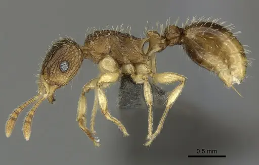 Tetramorium umtaliense specimen