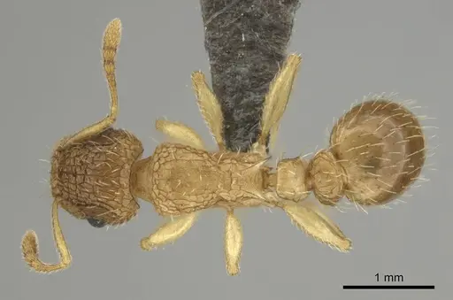 Tetramorium umtaliense - CASENT0253663