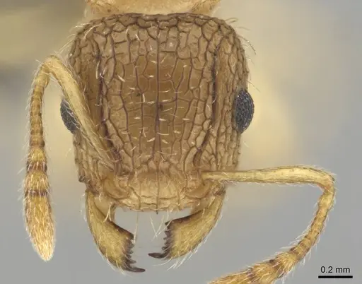 Tetramorium umtaliense - CASENT0253663