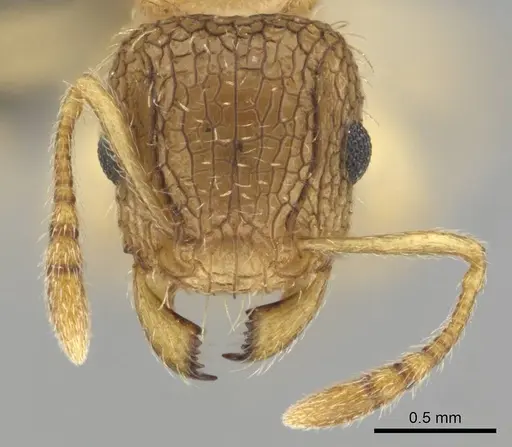 Tetramorium umtaliense - CASENT0253663