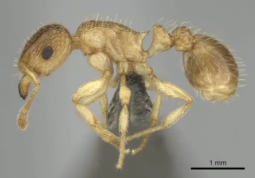 Tetramorium umtaliense - CASENT0253663