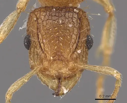 Tetramorium umtaliense - CASENT0901122