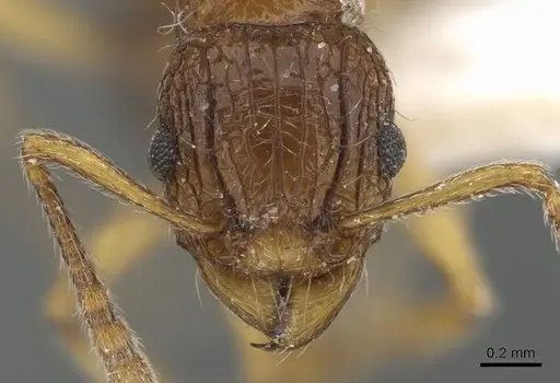 Tetramorium urbanii specimen