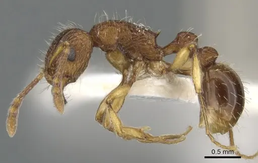 Tetramorium urbanii specimen