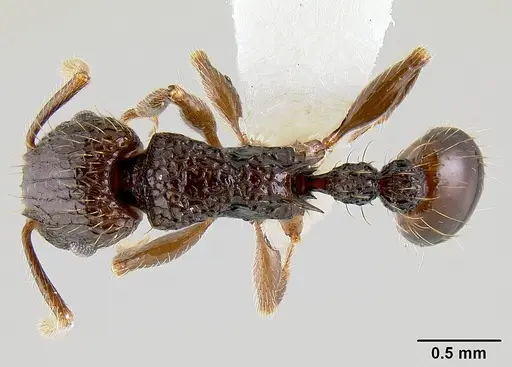 Tetramorium validiusculum specimen