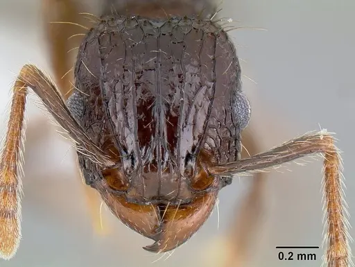 Tetramorium validiusculum specimen